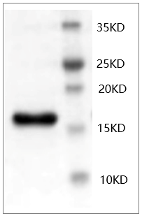 PRP1011.png&&Fig.SDS-PAGE analysis of Mouse bFGF protein.