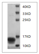 PRP1015.png&&Fig.SDS-PAGE analysis of Mouse IFN-gamma protein.