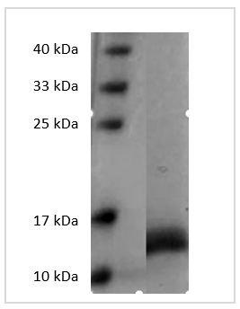 PRP1016.png&&Fig. SDS-PAGE analysis of Human GM-CSF protein.