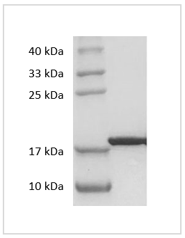 PRP1018.png&&Fig. SDS-PAGE analysis of Human IL-33 protein.
