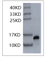 PRP1025.png&&Fig. SDS-PAGE analysis of Human IL-2 protein.