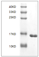 PRP1027.png&&Fig. SDS-PAGE analysis of Human IL36 alpha protein, N-His tag.