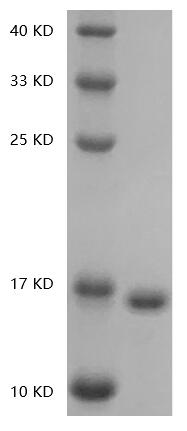 PRP1029.jpg&&Fig.SDS-PAGE analysis of Human IL36-gamma protein.