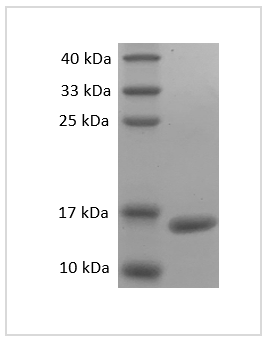 PRP1113.png&&Fig. SDS-PAGE analysis of Mouse TNF-alpha protein.