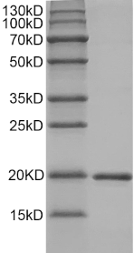 PRP1114.png&&Fig.SDS-PAGE analysis of Mouse sRANKL protein.