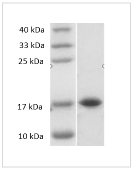 PRP1118.png&&Fig. SDS-PAGE analysis of Mouse IL-33 protein.