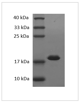 PRP1119.png&&Fig. SDS-PAGE analysis of Mouse IL-1 beta protein.