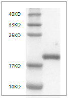 PRP1126.png&&Fig. SDS-PAGE analysis of Mouse LIF protein, C-His tag.