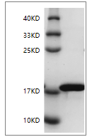 PRP1219.png&&Fig. SDS-PAGE analysis of Rat IL-1 beta protein.