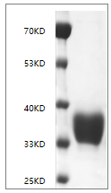PRP2021.png&&Fig. SDS-PAGE analysis of Human CD274/PD-L1 protein, His tag.