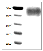 PRP2024.png&&Fig. SDS-PAGE analysis of Human CD155/PVR protein, His tag.