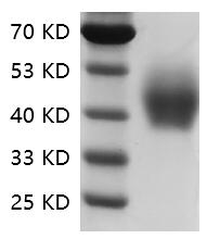 PRP2032.jpg&&Fig.SDS-PAGE analysis of Human CD33/Siglec-3 protein.