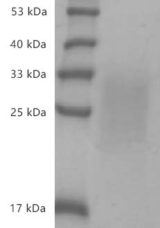 PRP2114.jpg&&Fig.SDS-PAGE analysis of Mouse IL-13 protein, His tag