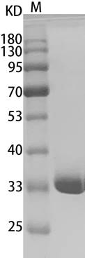 PRP3003.png&&Fig. SDS-PAGE analysis of Human Annexin V/ANXA5 protein.