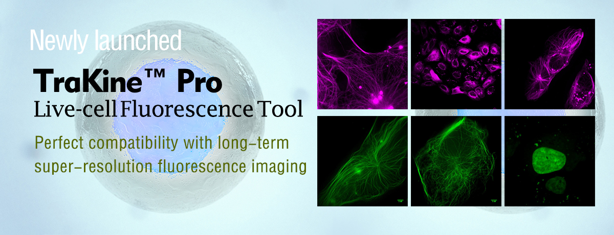 TraKine™ Pro is series of long-term super-resolution cell staining imaging portfolio for labeling subcellular structures of live and fixed cells.