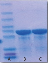 Anti-GST Tag Mouse Monoclonal Antibody (2A8) is another scientific breakthrough from Abbkine Scientific