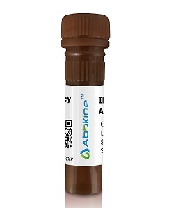 IFKine™ Red Donkey Anti-Rabbit IgG