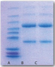 Protein A Alkaline tolerate Resin