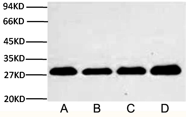 Abbkine Scientific announces the launch of Anti-PCNA Mouse Monoclonal Antibody (1D7)