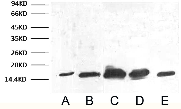 Anti-COX IV Mouse Monoclonal Antibody (14Y2) joins the Abbkine Scientific family