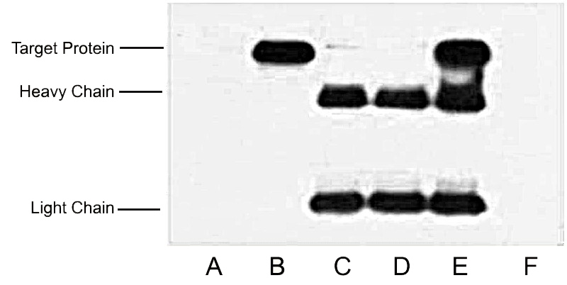 Anti-HA Tag Mouse Monoclonal Antibody (4F6) – Abbkine Scientific’s new baby