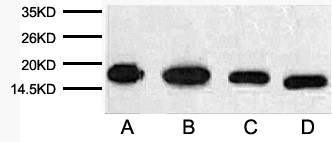 Abbkine launched Anti-Histone H3 Mouse Monoclonal Antibody (2D10)