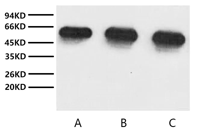 Abbkine announces the launch of Anti-α-Tubulin Monoclonal Antibody (3G5)