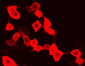 Anti-mCherry Tag Mouse Monoclonal Antibody (9D3) makes work easier for scientific researchers