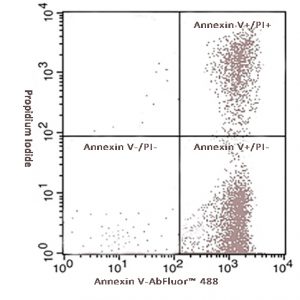 Annexin V-AbFluor&trade;系列细胞凋亡检测试剂盒