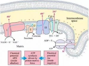The mitochondrial respiratory chain