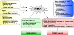 Overview of ROS and Oxidative Stress