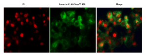 Annexin V-AbFluor™ 488（1）