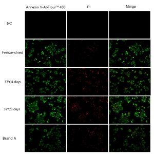 Fig. Abbkine lyophilized annexin V protein, lyophilized at 37°C for 4 days, 37°C for 7 days, and A brand annexin V protein