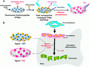 Smart nanoprobes in the detection of ALP