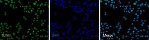 TUNEL Apoptosis Detection Kit (Green Fluorescence)