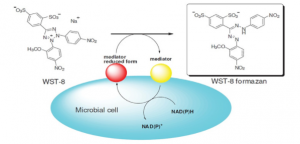 The reaction mechanism of CCK-8(WST-8)