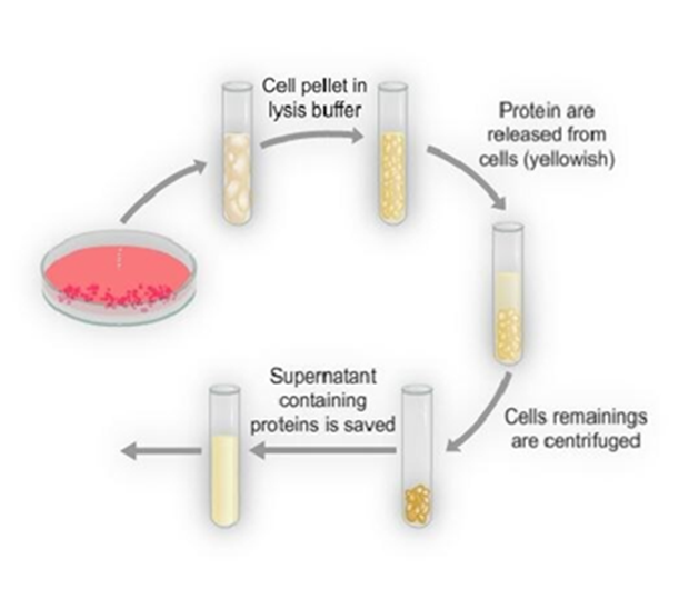 Everything you want to know about protein extraction is here! - Abbkine ...