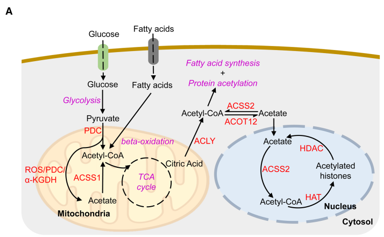 Cell Metabolism | Subfamily Inhibitor Product Reveals Liver Acetyl-CoA ...